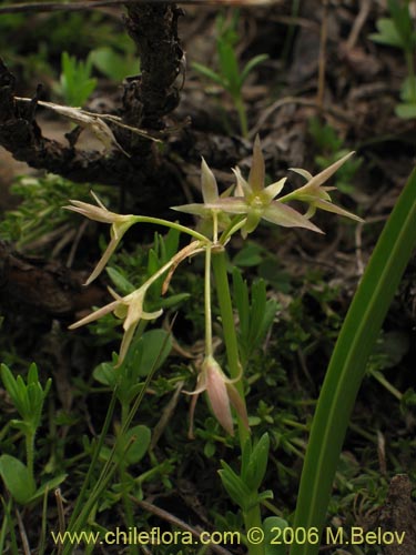 Image of Solaria brevicoalita (). Click to enlarge parts of image.