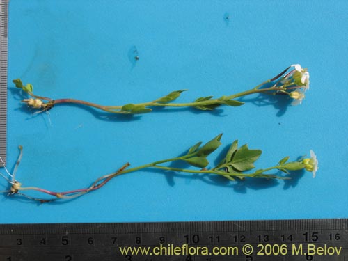 Cardamine flaccida的照片