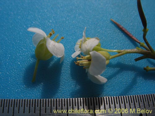 Cardamine flaccida的照片