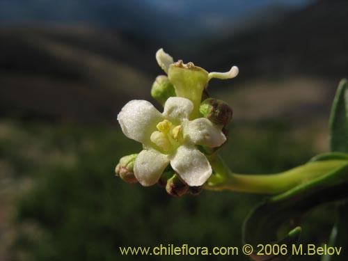 Image of Valeriana graciliceps (). Click to enlarge parts of image.