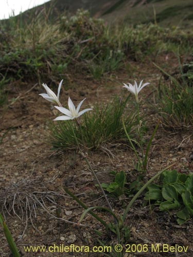 Image of Leucocoryne alliacea (). Click to enlarge parts of image.