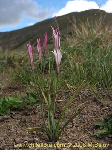 Image of Leucocoryne alliacea (). Click to enlarge parts of image.