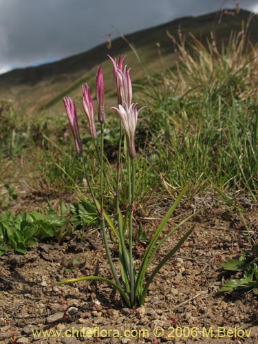 Image of Leucocoryne alliacea (). Click to enlarge parts of image.