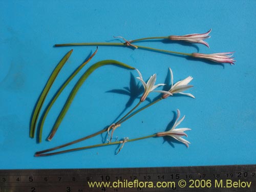 Image of Leucocoryne alliacea (). Click to enlarge parts of image.