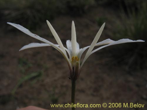 Image of Leucocoryne alliacea (). Click to enlarge parts of image.