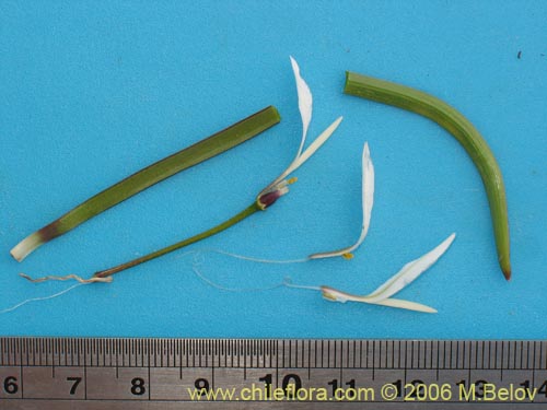 Image of Leucocoryne alliacea (). Click to enlarge parts of image.
