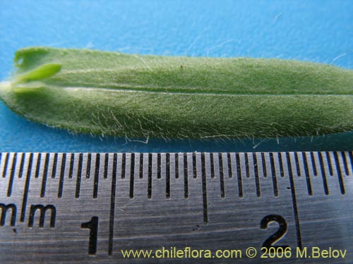 Madia chilensis的照片