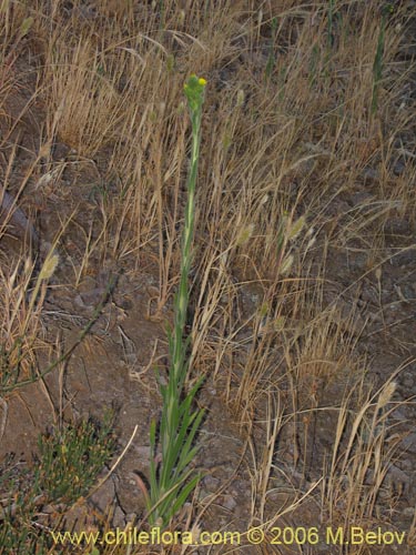 Madia chilensis的照片