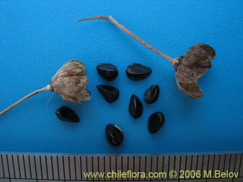 Image of Pasithea coerulea (Azulillo). Click to enlarge parts of image.