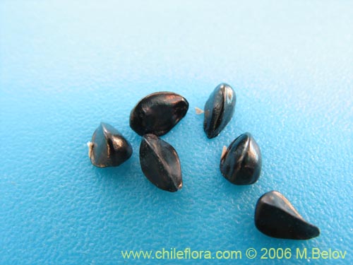 Image of Pasithea coerulea (Azulillo). Click to enlarge parts of image.