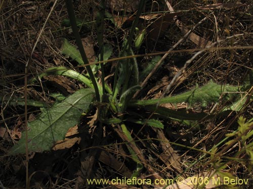 Imágen de Hypochaeris sp. #1676 (Cerrajilla). Haga un clic para aumentar parte de imágen.
