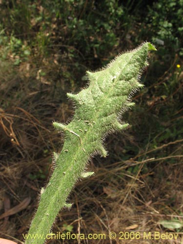 Imágen de Hypochaeris sp. #1676 (Cerrajilla). Haga un clic para aumentar parte de imágen.