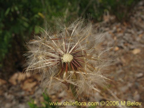 Imágen de Hypochaeris sp. #1676 (Cerrajilla). Haga un clic para aumentar parte de imágen.
