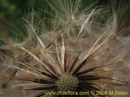 Imágen de Hypochaeris sp. #1676 (Cerrajilla). Haga un clic para aumentar parte de imágen.