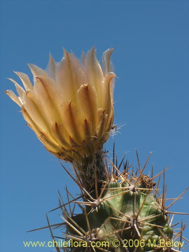 Image of Austrocactus philippii (Hiberno). Click to enlarge parts of image.