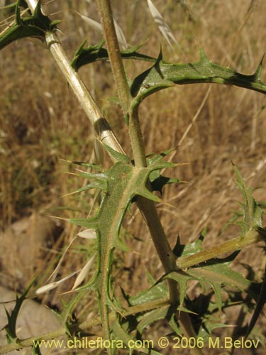 Image of Carthamus lanatus (). Click to enlarge parts of image.