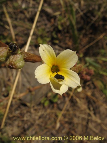 Bild von Sisyrinchium cuspidatum (). Klicken Sie, um den Ausschnitt zu vergrössern.