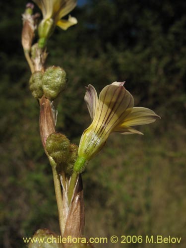 Bild von Sisyrinchium cuspidatum (). Klicken Sie, um den Ausschnitt zu vergrössern.