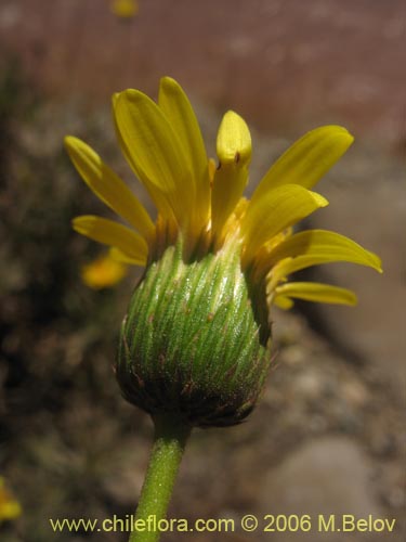 Image of Haploppapus sp. #1677 (). Click to enlarge parts of image.