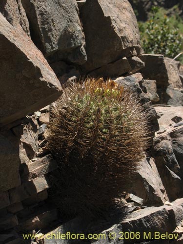 Image of Eriosyce curvispina ssp. curvispina (). Click to enlarge parts of image.