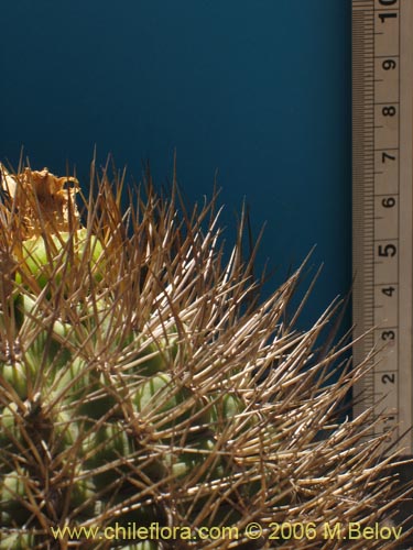 Image of Eriosyce curvispina ssp. curvispina (). Click to enlarge parts of image.