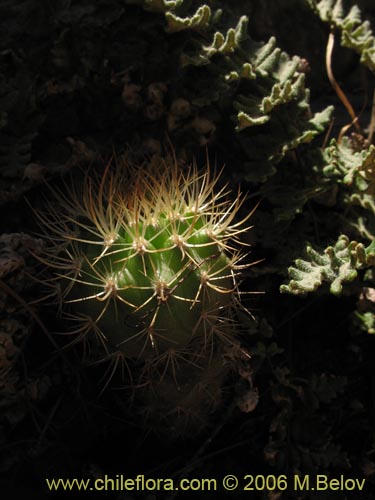 Image of Eriosyce curvispina ssp. curvispina (). Click to enlarge parts of image.