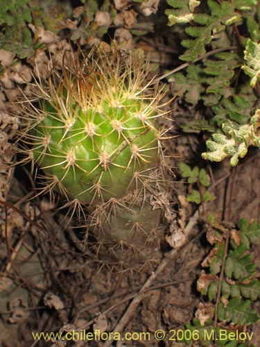 Image of Eriosyce curvispina ssp. curvispina (). Click to enlarge parts of image.