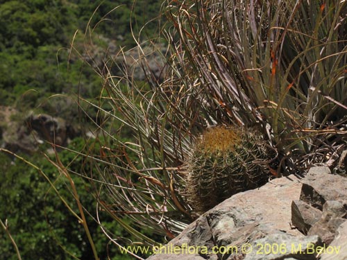 Image of Eriosyce curvispina ssp. curvispina (). Click to enlarge parts of image.