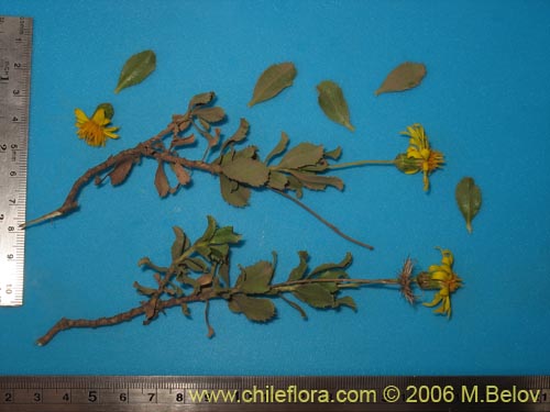 Image of Haploppapus sp. #1680 (). Click to enlarge parts of image.