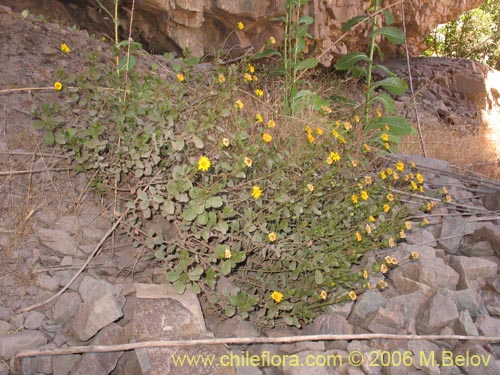 Image of Haploppapus sp. #1681 (). Click to enlarge parts of image.