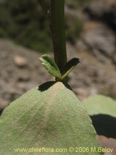 Image of Haploppapus sp. #1681 (). Click to enlarge parts of image.