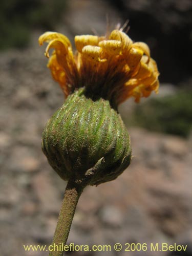 Image of Haploppapus sp. #1681 (). Click to enlarge parts of image.