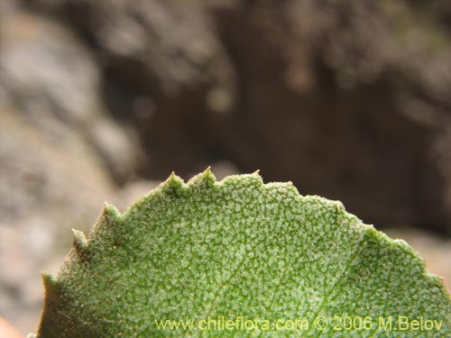 Image of Haploppapus sp. #1681 (). Click to enlarge parts of image.