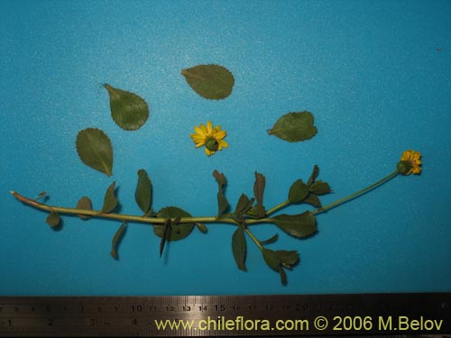 Image of Haploppapus sp. #1681 (). Click to enlarge parts of image.