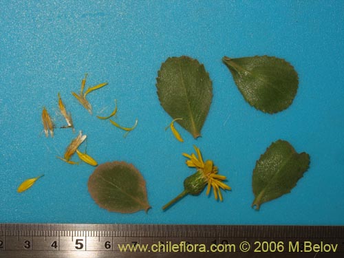 Image of Haploppapus sp. #1681 (). Click to enlarge parts of image.