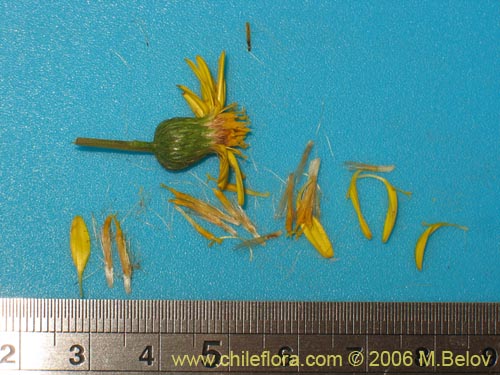 Image of Haploppapus sp. #1681 (). Click to enlarge parts of image.