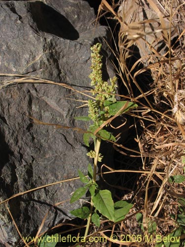 没断定的植物 sp. #2421的照片