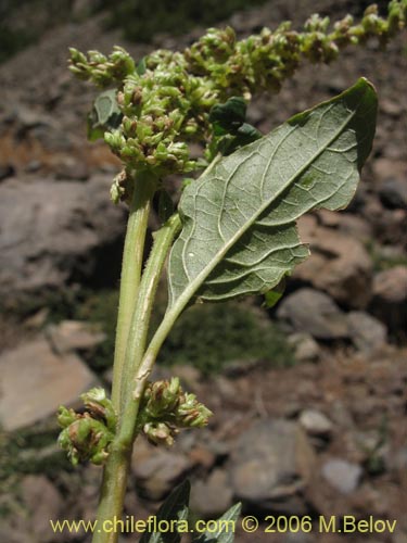 没断定的植物 sp. #2421的照片