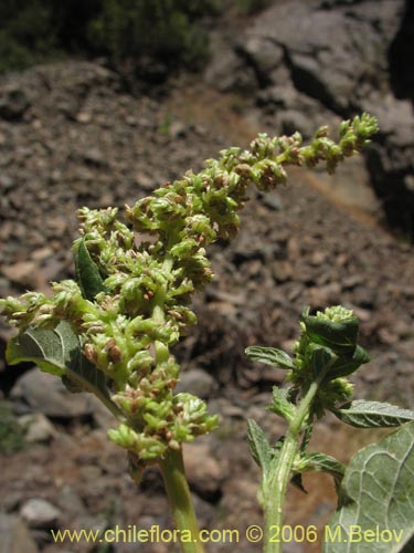 没断定的植物 sp. #2421的照片