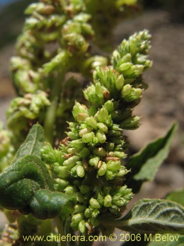 没断定的植物 sp. #2421的照片