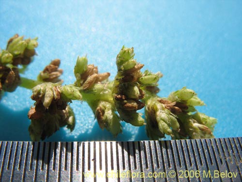 没断定的植物 sp. #2421的照片