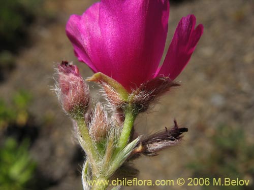 Image of Montiopsis sp. #7536 (). Click to enlarge parts of image.