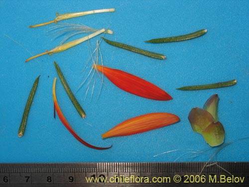 Image of Mutisia subulata fma. rosmarinifolia (Hierba del jote / Flor de la granada). Click to enlarge parts of image.