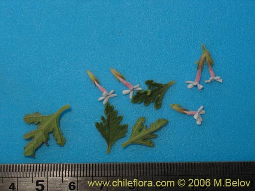 Image of Verbena sp. #3044 (). Click to enlarge parts of image.