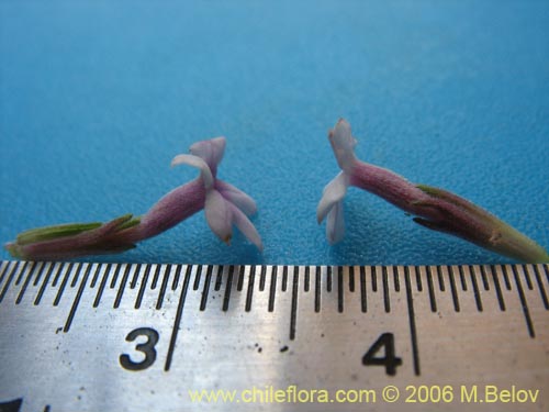 Verbena sp. #3044의 사진