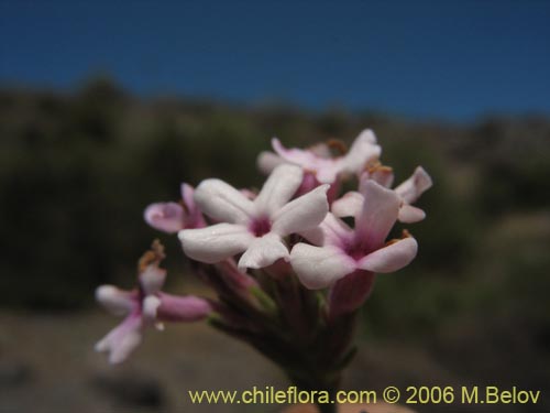 Verbena sp. #3044의 사진