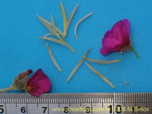 Image of Montiopsis sp. #7536 (). Click to enlarge parts of image.