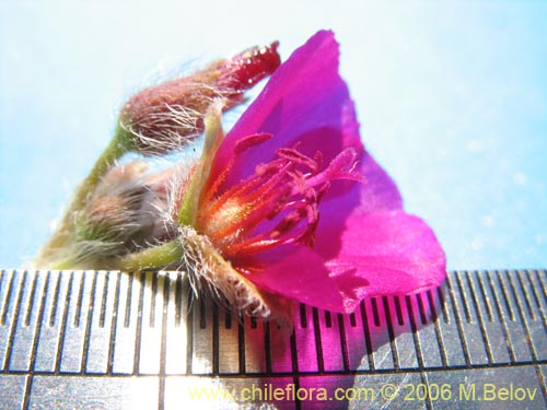 Image of Montiopsis sp. #7536 (). Click to enlarge parts of image.