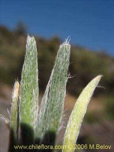 Image of Montiopsis sp. #7536 (). Click to enlarge parts of image.