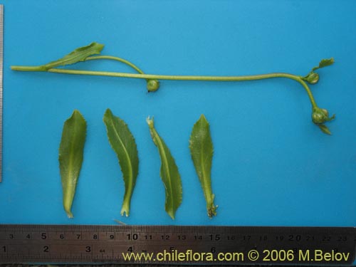 Image of Haplopappus taeda (Bailahuén). Click to enlarge parts of image.